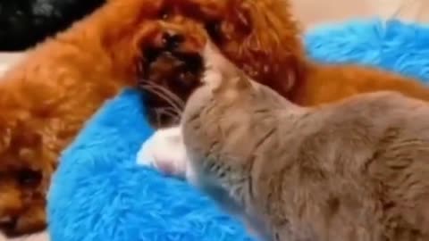 Just Trying To Hang Out With The Dogs