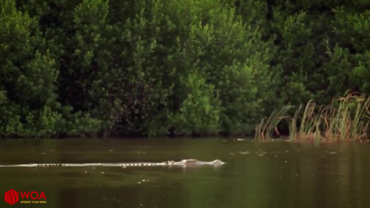 A crocodile devours a kangaroo to the smallest detail