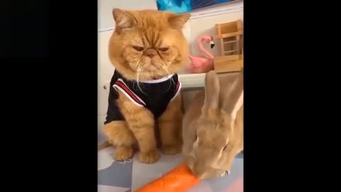 CUTE CAT FUNNY MOMENT