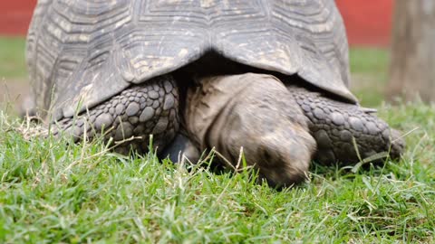 Giant turtle eating grass