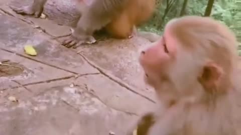 monkeys funny