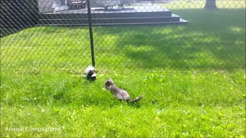 baby skunks trying to squirt compilation