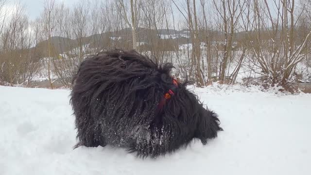 Dogs play with snow