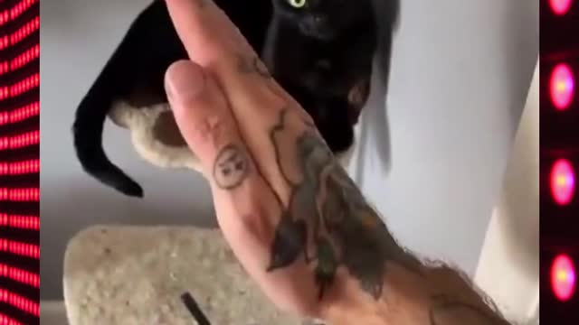 Cute Cat Martial Art Guru