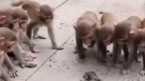 Funny monkey romantic funny monkey cute monkey cute cute monkey