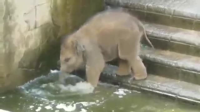 Elephant kids bathing 🐘