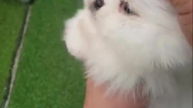 Baby Dogs Cute and Funny Dog Videos Puppy Dogs goes viral