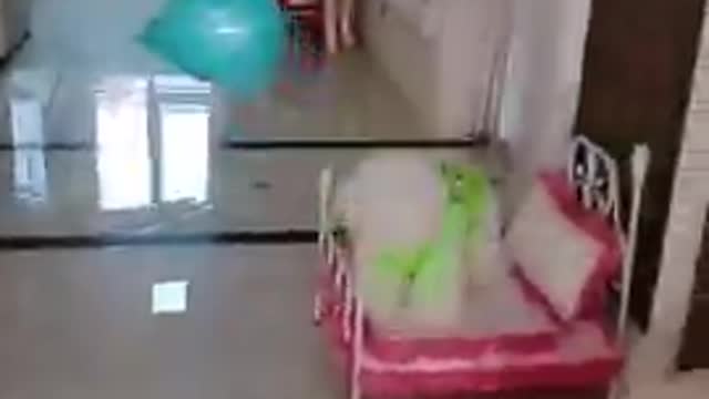 very talented puppy # short funny video