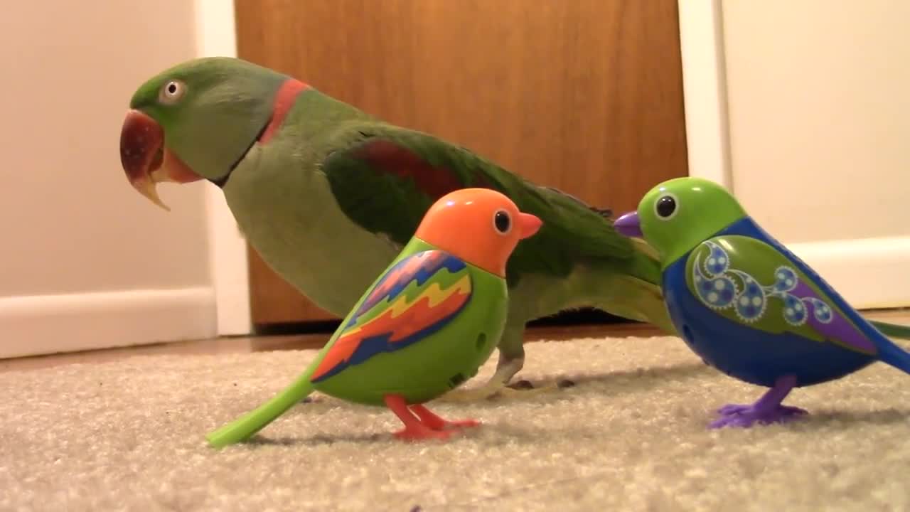 Real Bird's Reaction to Digibirds, Part 2