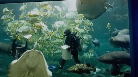 Show fish feeding under the aquarium