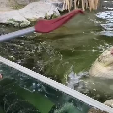 Feeding Wild Alligator