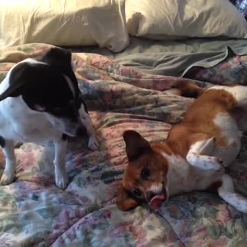 Scraps and Rags Taunt Eachother