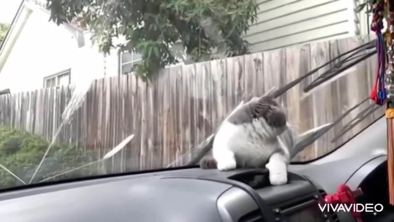 Cute and Funny Cat Videos Compilation - baby cats - animals 1