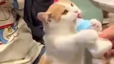Cute cats.