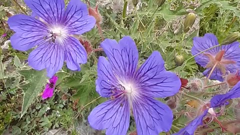 Purple daisy, one of the plateau flowers.