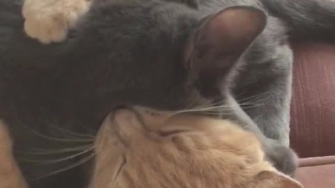 Orange cat and black cat cuddling