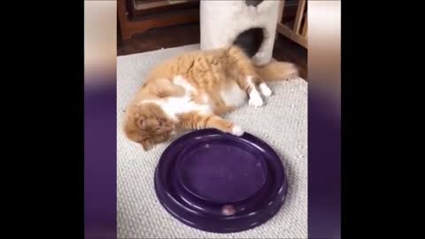 Funny animal videos- cute cat