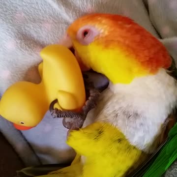 Funny little parrot playing with ducky