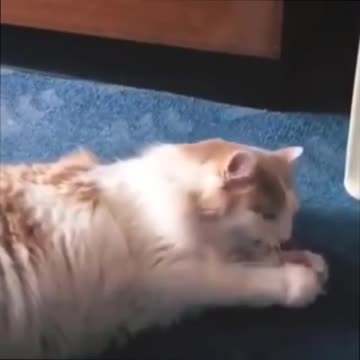 Rumble / Funny & Cute Animals -Oh, it hurts