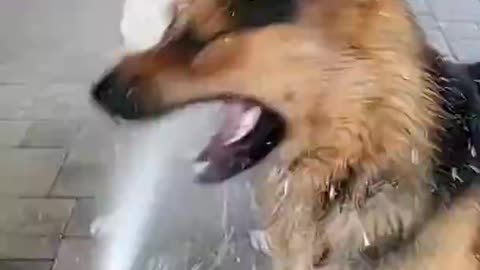Funny Dogs Video 🤣 Dog will make you Laugh 🤣 #Shorts