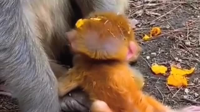 monkey mother fell baby monkey