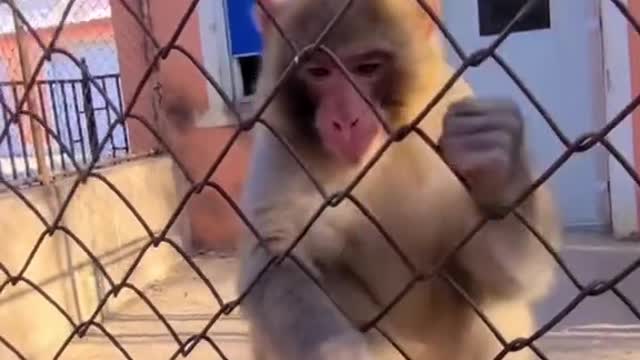 Funny monkey