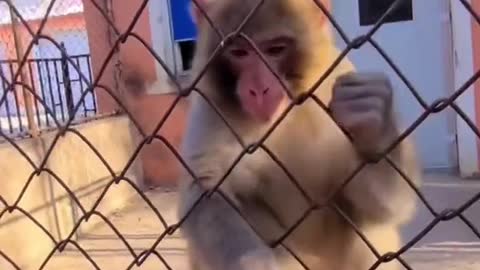 Funny monkey