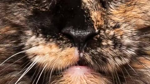 Cat cute face
