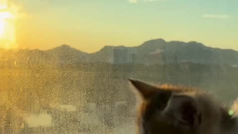 Cat Video Lovely cat walking