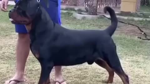 Jor condition after 2 years