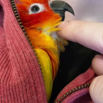 Cute parrot goes crazy for chin scratches