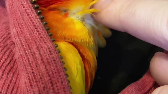 Cute parrot goes crazy for chin scratches