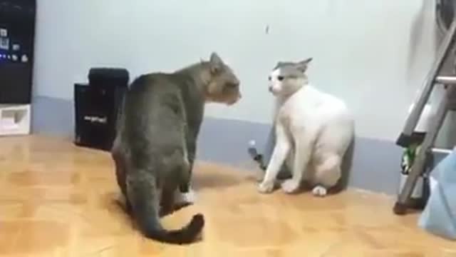 See what cats do