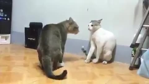 See what cats do