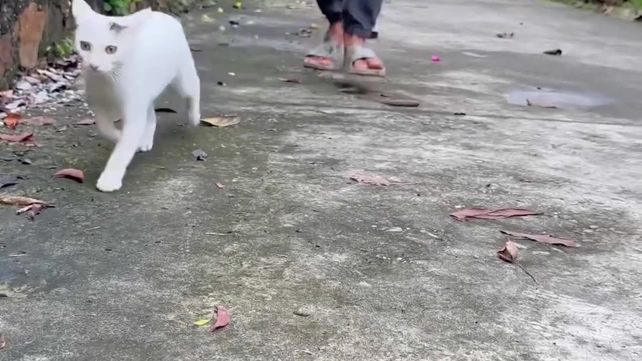 short video of cat theft