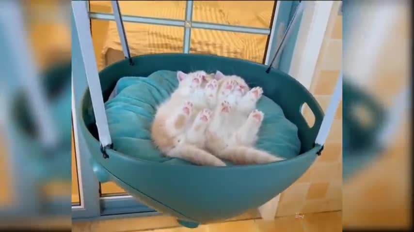 Baby Cute cat video