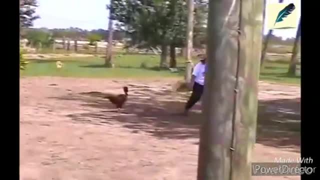 Funny chickens and roosters Chasing kids and adults 😂😂||funny videos compilation 2020