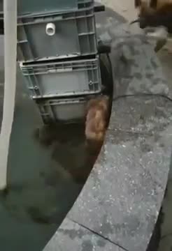 Hero dog saved his cat friend from water