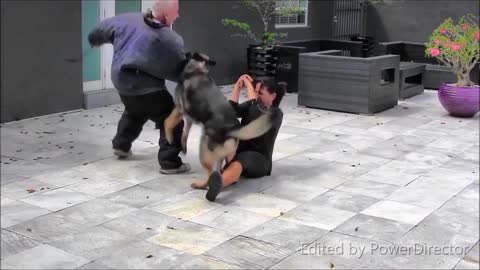 The behavior of the dog when someone comes to kill the owner of the dog.