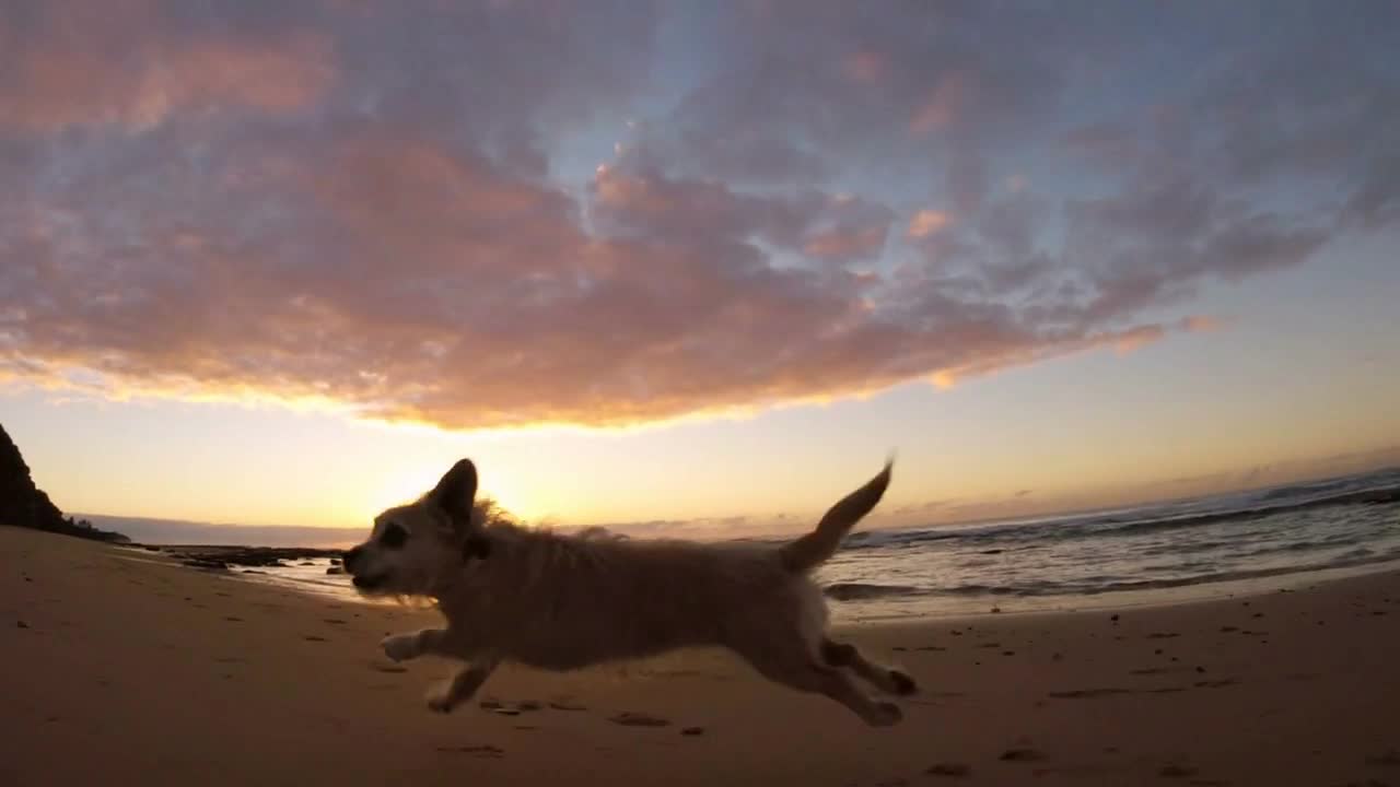 Dog running on beach with ocean sea background at sunrise slow motion