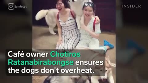 Café In Thailand Lets You Play With A Pack Of Huskies