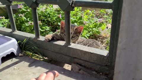 Very cute and playful little tabby Kitten