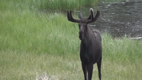 Moose RMNP