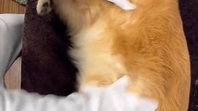 Learn how to clean your dog well from dust and, how to take care of dogs, so that they have fun