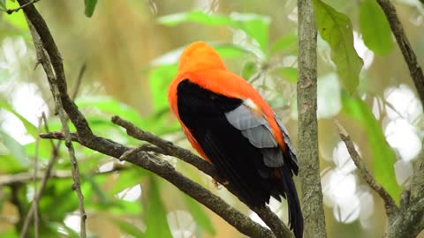 A Black And Orange Finch Perched On A Tree