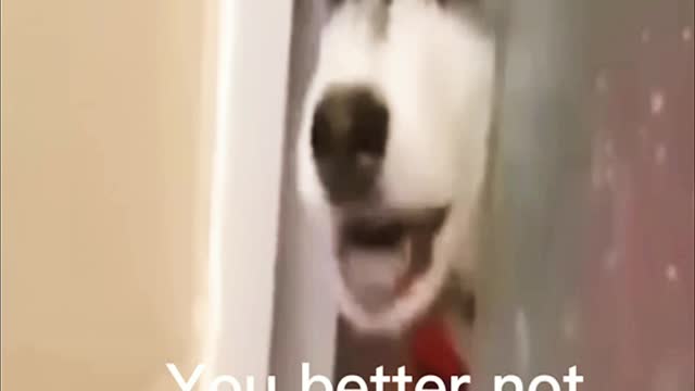 It makes me laugh so hard