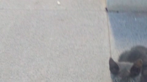 funny cats