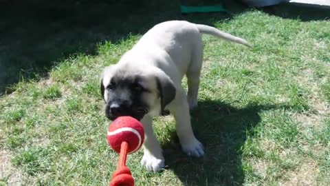Kagal puppy - down training