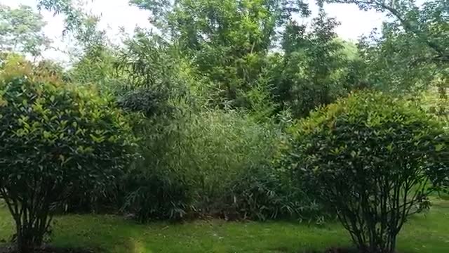 the trees are dense