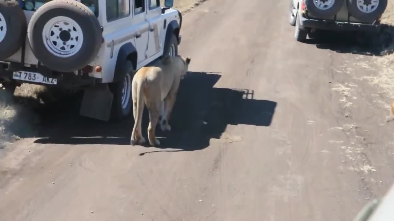 lioness is looking for shade